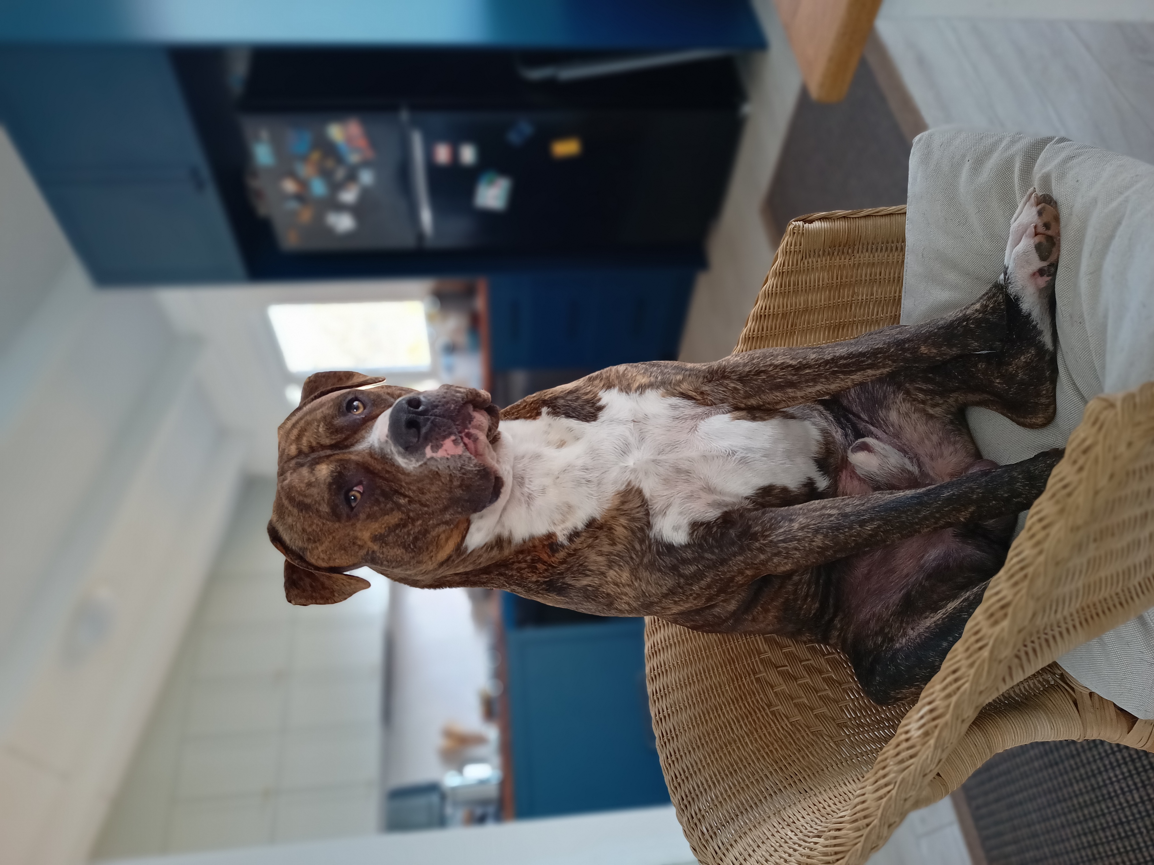 DJ (Dude Junior) - The ER Dog