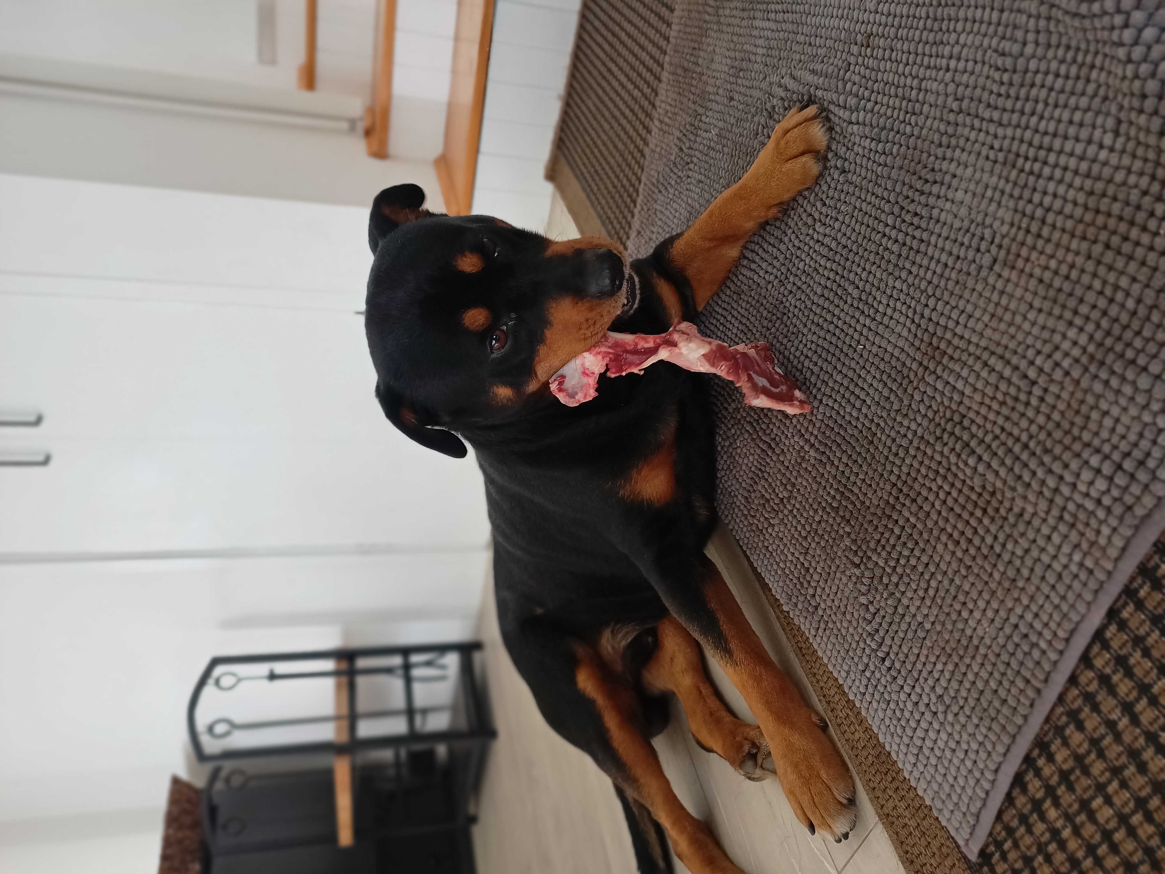 Shadow - The Itchy One